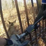 Deer Stuck In Iron Gate Freed By Hydraulic Tool In Bedford: Video