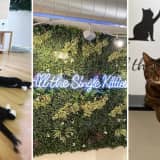 New Cat Café In Old Saybrook Helps Cuddly Kittens Find Furever Homes