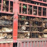 <p>Dogs at the Chinese slaughterhouse.</p>