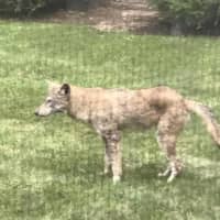 <p>A coyote was spotted making the rounds in New Rochelle.</p>