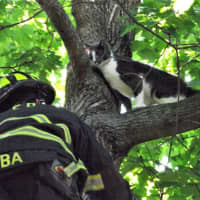 <p>The firefighter and the feline.</p>