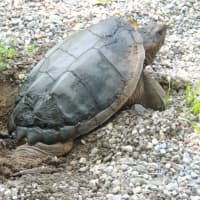 <p>A snapping turtle at the Celery Farm in Allendale.</p>