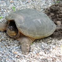 <p>A snapping turtle laying eggs.</p>