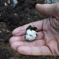 <p>An egg after it&#x27;s been destroyed by a raccoon.</p>