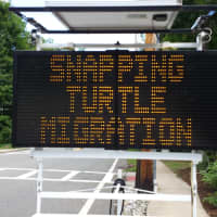 <p>A sign warning motorists to slow down to avoid running over snapping turtles crossing Franklin Turnpike to lay eggs and return to the waters of the Celery Farm.</p>