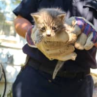 <p>Nassau County Police officers rescued a kitten that was trapped in a window well for two days.</p>