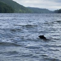 <p>A &#x27;log&#x27; spotted by fishermen in the water, turned out to be a black bear swimming in the water.</p>