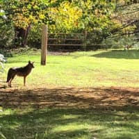 <p>One of the coyotes spotted in Somers.</p>