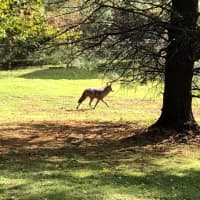 <p>Another coyote has been spotted lurking in Westchester.</p>