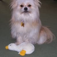 <p>Rodney, a seven-year-old Pomeranian Shitzu mix who helps children read.</p>
