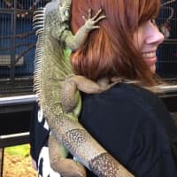 <p>An iguana gets to know the staff at NJ Exotic Pets in Lodi.</p>