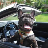 <p>Royce the Frenchie shows off his driving chops.</p>