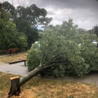 <p>Police are investigating after a healthy maple tree was found cut down in an area park.</p>