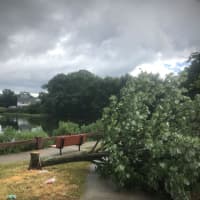 <p>A healthy tree was found cut down at area park.</p>