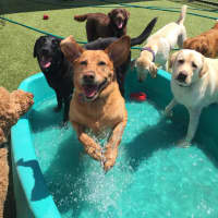 <p>Dogs at Canine Kindergarten at The Park in Mount Kisco.</p>