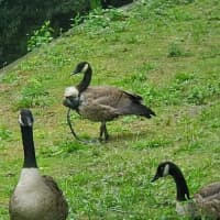 <p>A goose was found with a firework attached to its neck at a park in Baldwin.</p>