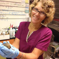 <p>Kathy De Block and a baby squirrel being cared for by AFFL at the Franklin Lakes Animal Hospital.</p>