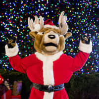<p>Lucas, the Fairfield University mascot stag, makes an appearance at the tree lighting.</p>