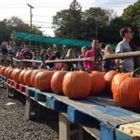 <p>Pumpkins await picking at Demarest Farms in Hillsdale on Saturday.</p>