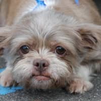 <p>Pickles, a spayed female terrier mix.</p>