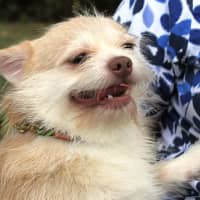 <p>Dill, a male terrier mix, was rescued and now needs a home. </p>