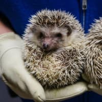 <p>There are 17 species of hedgehog, none native to the Americas. Unlike a porcupine, a hedgehog&#x27;s quills are hollow  and don&#x27;t easily detach.</p>