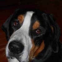 <p>Sully (COURTESY: Bergen County NJ Lost and Found Pets)</p>