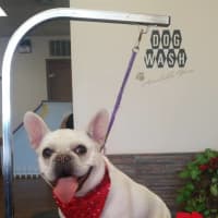 <p>Paisley gets groomed at Pawesome Pet Spa in Lyndhurst.</p>
