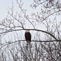 <p>A bald eagle overlooks Pompton Lakes.</p>