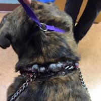 <p>Benny&#x27;s skin was poking through his choke collar when he was delivered to the Franklin Lakes Animal Hospital.</p>