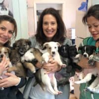 <p>Some of the rescue pets that animal lovers can vote for before Valentine&#x27;s Day.</p>