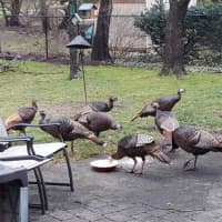 <p>A group of wild turkeys jumped a Hillsdale mail carrier last week.</p>