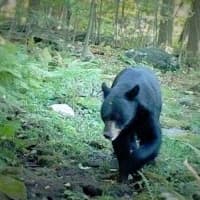 <p>The Great Hollow Nature Preserve will offer classes on everything from bears to wildflowers following its grand opening on Sunday.</p>