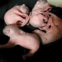 <p>The Franklin Lakes Animal Hospital got an early delivery of four infant squirrels.</p>