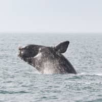 <p>Less than 400 North Atlantic right whale exist -- with less than 100 breeding females, NOAA Fisheries said.</p>