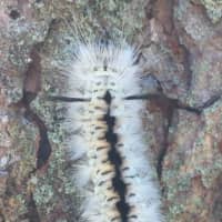 <p>Hickory tussock moth caterpillars have been found in four Hudson Valley counties.</p>