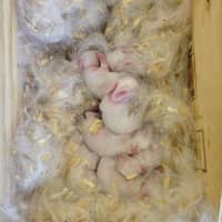 <p>Baby bunnies at the Westwood Public Library just got their fuzz.</p>