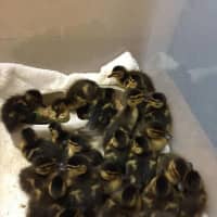 <p>Baby ducklings stay warm in Franklin Lakes.</p>