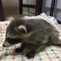 <p>A baby raccoon at the Franklin Lakes Animal Hospital.</p>