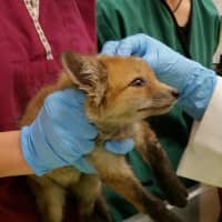 <p>Vet techs at the Franklin Lakes Animal Hospital meet a baby fox.</p>