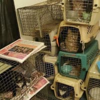 <p>&quot;All animals had fleas and will need to be vetted before they are adoptable.&quot;</p>