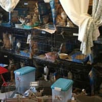 <p>In some cases six to eight sick, emaciated cats shared a single cage amid urine and feces.</p>