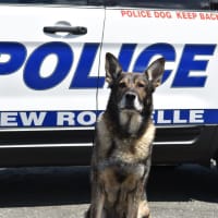 <p>The New Rochelle Police Department said goodbye to Chase last week as he enters retirement.</p>