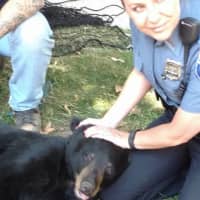<p>A bear cub fell from a Paramus tree into a net after state officials tranquilized him Wednesday morning.</p>