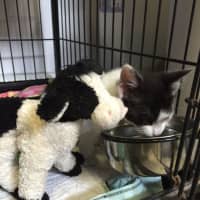 <p>A pair of animals were abandoned in a Yonkers building.</p>