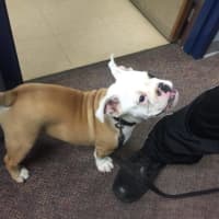 <p>The Brookfield police are searching for the owner of an English bulldog found near the Danbury Fair Mall.</p>