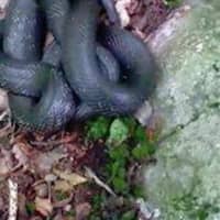 <p>A 4-foot black snake was found wandering the streets of Port Jervis.</p>
