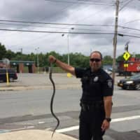 <p>Port Jervis Police Officer Patrick Kerr removed a large black snake from a busy intersection and turned it over to Trinity Pets.</p>