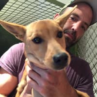 <p>Fair Lawn&#x27;s Steve Quilliam is seeking foster homes for 15 of his dogs.</p>