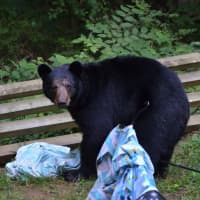 <p>A bear spotted in Trumbull last summer.</p>